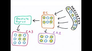 The Hippocampus and episodic memory