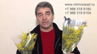 Мимоза оптом. Тюльпаны. Цветы из Абхазии. Купить мимозу оптом Москва
