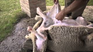 How to butcher a sheep