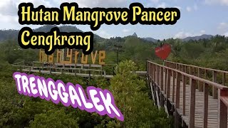 Hutan Mangrove Pancer Cengkrong yang Eksotik di Trenggalek