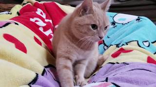 うちの猫さんが目覚まし時計よりも目覚まし時計している件