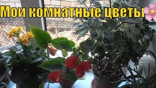 Мои комнатные цветы.