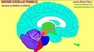 cerebellar peduncles and cerebellar tracts
