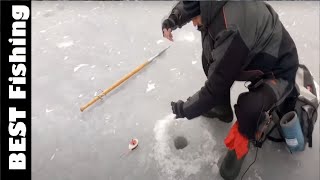 Залив сосны 2019, Рыбалка на гирлянду и ловля судака! BEST Fishing! Белая на гирлянду и балансир!