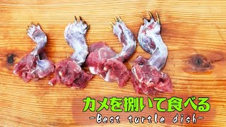 ミドリガメを捌いて食べる！「カメ肉は亀と知らなければ美味しく食べられる説」カメ肉最強料理誕生！リストランテ・レインズ　ツリアメ