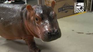 Premature Baby Hippo Fiona Breaks 100 Lbs - Cincinnati Zoo