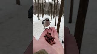 Едим орешки / We eat nuts