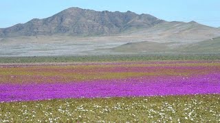 Chili: Le désert le plus aride du monde est en fleurs