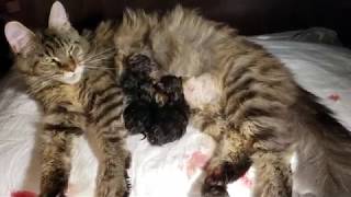 МЕЙН КУН  РОЖАЕТ, РОДЫ У КОШКИ ? НОВОРОЖДЕННЫЕ КОТЯТА МЯУКАЮТ CATS MAIN COON  KITTENS МИЛЫЕ КОТИКИ