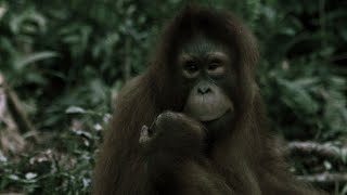 Orangutan Extinction