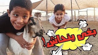 تحدي في حوش الغنم بين حمدة وشريدة | 60 ثانية من يمسك الخروف | تحدي خطير لايفوتكم!?