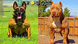 اشتري بيتبول ولا مالينوا ؟!