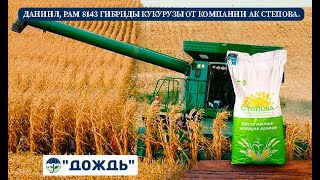 Даниил, РАМ 8143 гибриды кукурузы от компании АК Степова.