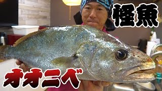 怪魚と呼ばれる「オオニベ」を捌いて食ってみた‼
