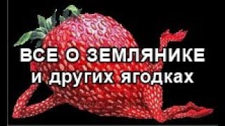 Укрываем ежевику и не слушаем советов.