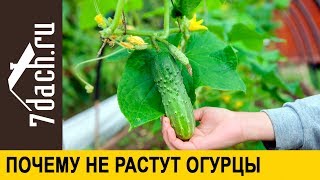 ? Почему не растут огурцы - 7 дач