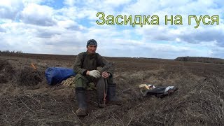 Лучшая засидка на гуся. Весенняя охота.
