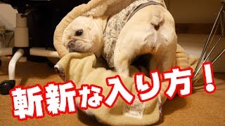 しまホイもどきは本当に犬をダメにするロールクッションだった
