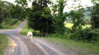 ATV Donkey Drive - Chasing a Stubborn Donkey Home
