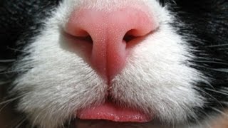 Интересные факты о  кошках.