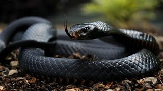 Top 6 Deadliest Snakes In The World