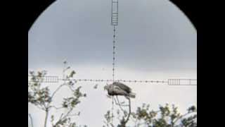 Air Rifle Hunting Pigeons 2012