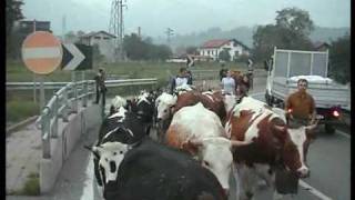 Transumanza Valli di Lanzo 2009 parte7