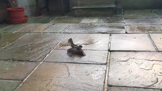 Fighting Starlings