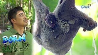 Born to Be Wild: A moment with a mother "kagwang" and its baby