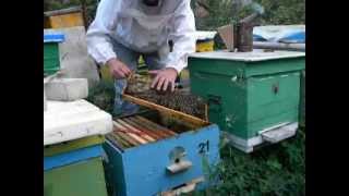 Пчеловодство bee