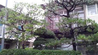【千葉】黒松・赤松剪定後。
