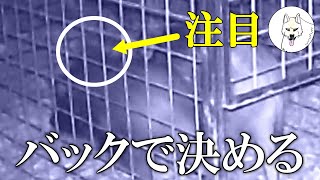 【罠猟】猪は背中で仕留める！箱罠蹴糸の設置詳細は説明欄参照。イノシシ狩猟・有害鳥獣捕獲/駆除