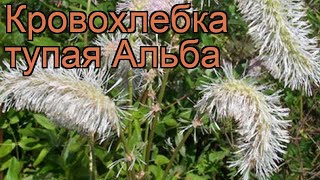 Кровохлебка тупая Альба (sanguisorba obtusa alba) ? обзор: как сажать, рассада кровохлебки Альба