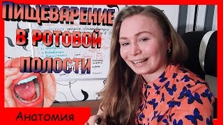 Пищеварение в ротовой полости. Урок биологии №64.