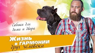 СОБАКИ ДЛЯ ДОМА И ДВОРА. Какие лучше. Экспертное мнение | Собаки для частного дома