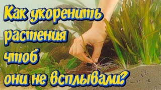 Посадка растений в аквариум! Как укоренить растения в аквариуме чтоб они не всплывали!!