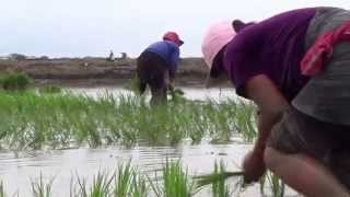 ARROZ DE GUADALUPE, COMO SE PRODUCE