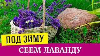 Посев Лаванды под зиму