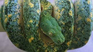 Snakes and Reptiles! SnakeBytesTV