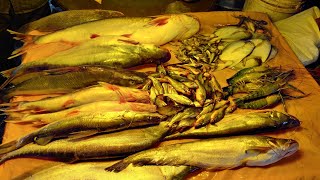 পানির দামে ইলিশ - দেশী মাছের ছড়াছড়ি - ঢাকার মাছের বাজার - Biggest Fish Market in Bangladesh