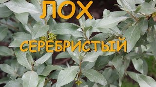 ЛОХ Серебристый. Ароматный ,красивый кустарник.