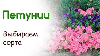 Петунии - выводы на конец июля. Подробно об особенностях сортов