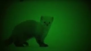 Охота на соболя капканом. Промысловая охота . 2018