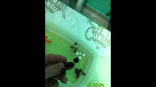 Pesca com Bóia Cevadeira! Anteninha - Chifrinho -