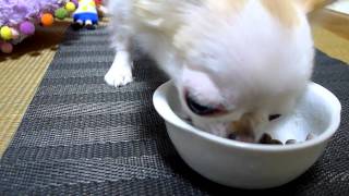 ♪生後10ヵ月♪　記念日ごはんを食べるチワワ♪