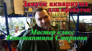 Запуск аквариума для креветок