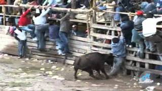 toros de mi pueblo vol 9 (7) (HD)