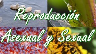 ¿En qué consiste la Reproducción Asexual? Diferencias entre la Reproducción Asexual y Sexual