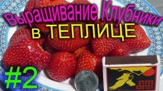 как собрать 2 кг ягод с одного куста клубники!