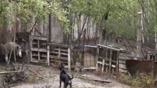 Притравка Гончей Польской по кабану -1
